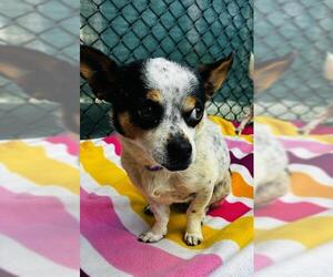 Chihuahua Dogs for adoption in Santa Maria, CA, USA