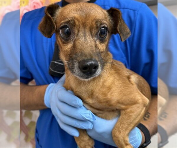 Medium Photo #1 Chihuahua-Unknown Mix Puppy For Sale in San Bernardino, CA, USA
