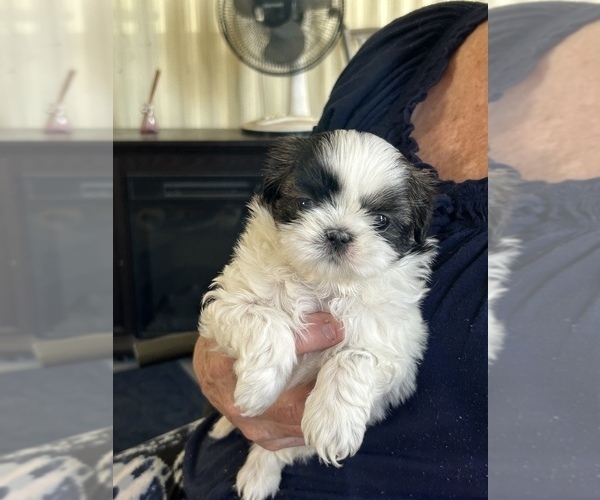 Medium Photo #3 Shih Tzu Puppy For Sale in OCALA, FL, USA