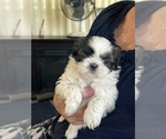 Small Photo #3 Shih Tzu Puppy For Sale in OCALA, FL, USA