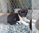 Small #2 Siberian Husky Mix