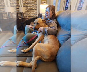 Mutt Dogs for adoption in garner, NC, USA