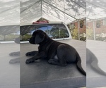Small Photo #2 Labrador Retriever Puppy For Sale in LAKE ALFRED, FL, USA