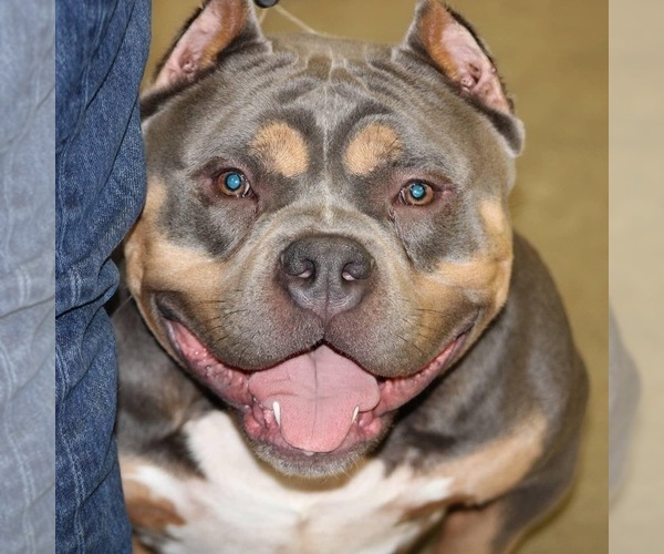 Medium Photo #1 American Bully Puppy For Sale in BILLINGS, MO, USA