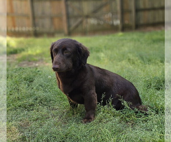 Medium Photo #1 Boykin Spaniel-Unknown Mix Puppy For Sale in Social Circle, GA, USA