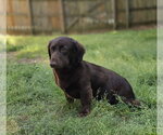 Small Boykin Spaniel Mix
