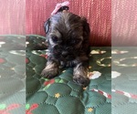 Puppy Pink bow Yorkshire Terrier