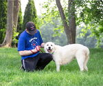 Small #4 Great Pyrenees