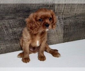 Cavalier King Charles Spaniel Puppy for Sale in CLARK, Missouri USA