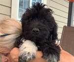 Small Photo #2 Portuguese Water Dog Puppy For Sale in COLORADO SPRINGS, CO, USA