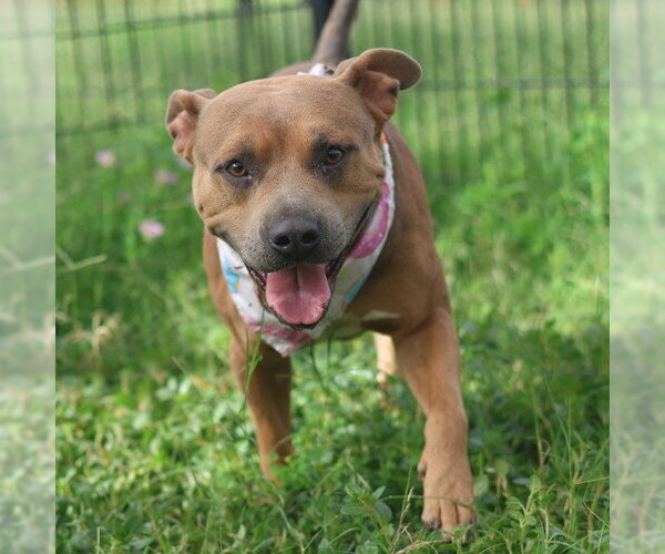Medium Photo #1 American Staffordshire Terrier Puppy For Sale in San Antonio, TX, USA
