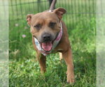 Small American Staffordshire Terrier