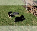Small Photo #2 Australian Shepherd Puppy For Sale in SAN ANTONIO, TX, USA