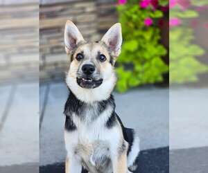 Ziggity - Female German Shepherd Dog-Unknown Mix Dog for Adoption - Photo #3