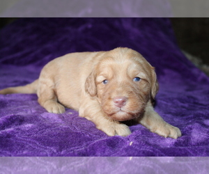 Goldendoodle (Miniature) Puppy for sale in BLOOMINGTON, IN, USA