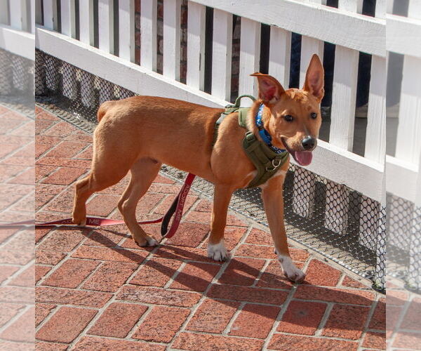 Medium Photo #4 American Pit Bull Terrier-Unknown Mix Puppy For Sale in San Jose, CA, USA