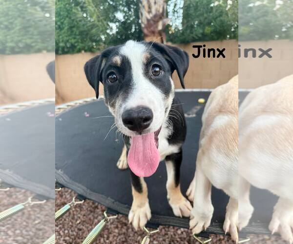 Medium Photo #3 Greater Swiss Mountain Dog-Labrador Retriever Mix Puppy For Sale in Cave Creek, AZ, USA