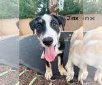 Small #2 Greater Swiss Mountain Dog-Labrador Retriever Mix
