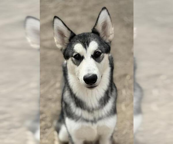 Medium Photo #1 Siberian Husky Puppy For Sale in West Valley, UT, USA