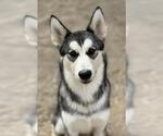 Small Siberian Husky