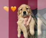 Small #1 Golden Retriever