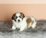 Small Photo #8 Zuchon Puppy For Sale in WOLCOTTVILLE, IN, USA