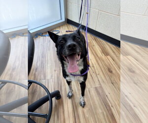 Border Collie-Unknown Mix Dogs for adoption in Rowlett, TX, USA