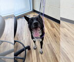 Small Border Collie Mix