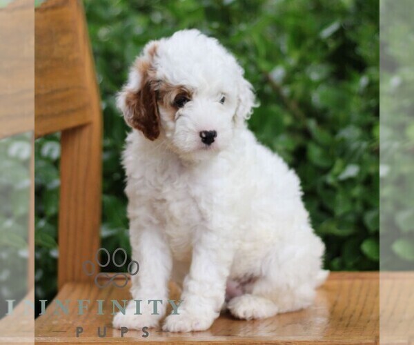 Medium Photo #4 Goldendoodle (Miniature) Puppy For Sale in EPHRATA, PA, USA