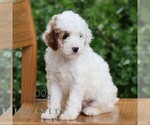 Small #3 Goldendoodle (Miniature)