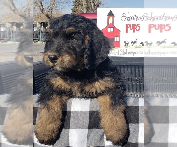 Medium Photo #30 Bernedoodle Puppy For Sale in GRANTSVILLE, UT, USA