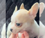 Small #3 Chihuahua