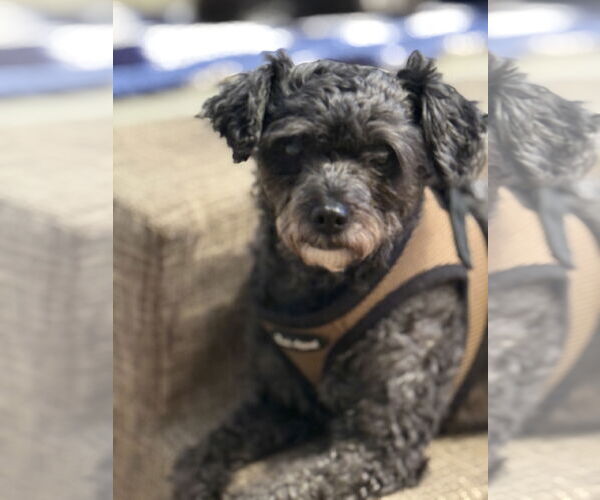 Medium Photo #3 Poodle (Miniature) Puppy For Sale in Mission Viejo, CA, USA