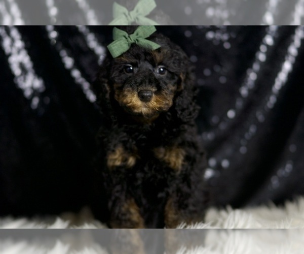 Medium Photo #7 Poodle (Toy) Puppy For Sale in WARSAW, IN, USA