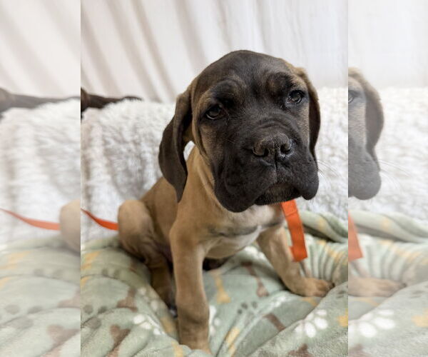 Medium Photo #5 Mutt Puppy For Sale in Goodyear, AZ, USA