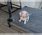 Small #1 Dachshund