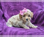 Small Photo #3 Poochon Puppy For Sale in LINCOLN UNIV, PA, USA