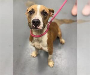 American Pit Bull Terrier Dogs for adoption in Peoria, IL, USA