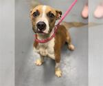 Small American Pit Bull Terrier