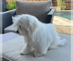 Small #3 Maltese