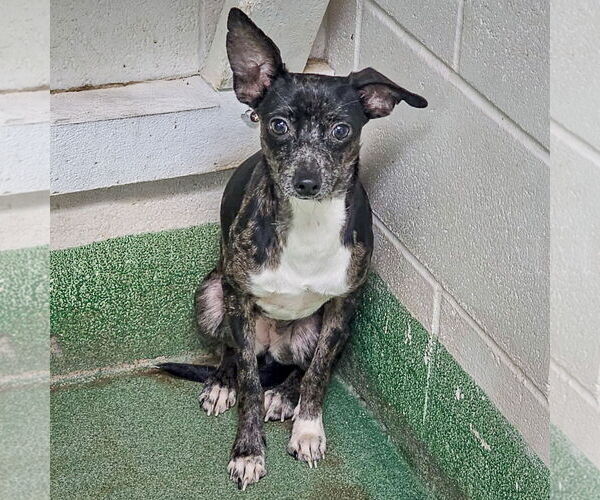 Medium Photo #2 Italian Greyhuahua Puppy For Sale in Huntley, IL, USA