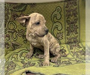 Mutt Dogs for adoption in HESPERIA, CA, USA