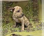 Small Mutt