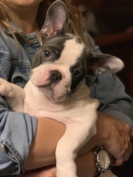 Medium Photo #5 French Bulldog Puppy For Sale in SAN DIMAS, CA, USA
