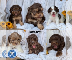 Cock-A-Poo Litter for sale in GOSHEN, IN, USA