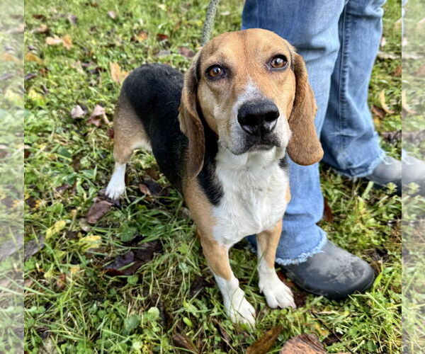 Medium Photo #1 Beagle Puppy For Sale in Pittsburgh, PA, USA