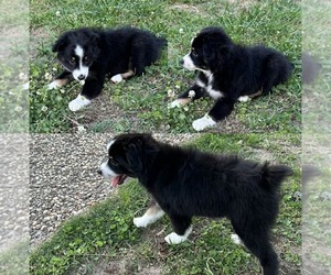 Miniature Australian Shepherd Puppy for sale in BROOKER, FL, USA