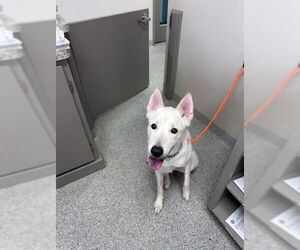 Siberian Husky-Unknown Mix Dogs for adoption in Pasadena, TX, USA