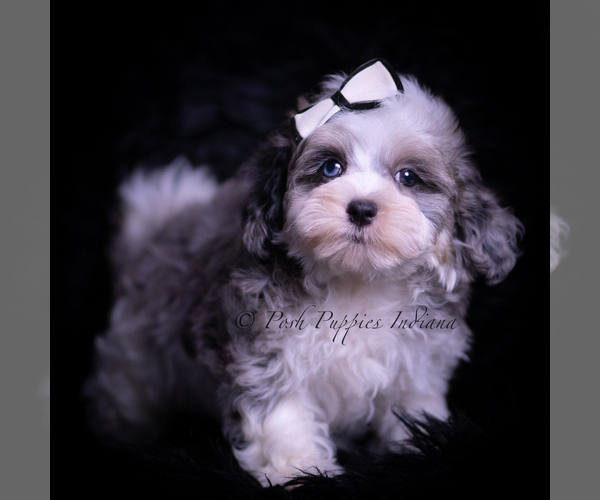 Medium Photo #25 Maltipoo (Miniature) Puppy For Sale in WARSAW, IN, USA