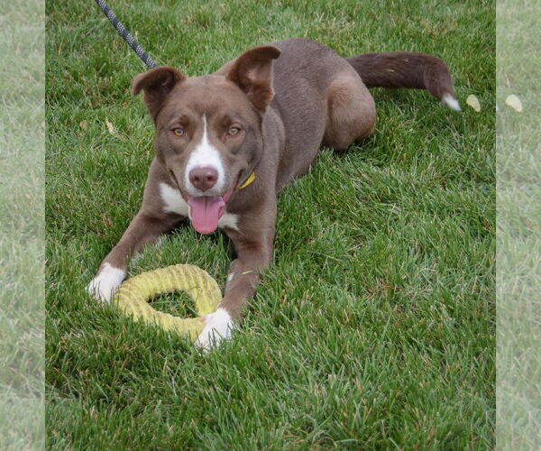 Medium Photo #6 Border Collie-Chocolate Labrador retriever Mix Puppy For Sale in Huntley, IL, USA